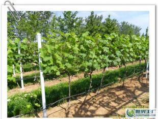 優(yōu)質(zhì)葡萄酒OEM加工-煙臺大型葡萄種植、釀造基地-浩源_食品、飲料_世界工廠網(wǎng)中國產(chǎn)品信息庫